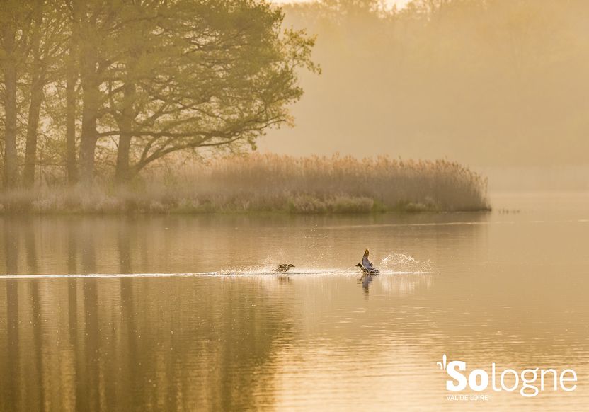 Étang de Malzone - Photo D.DARRAULT